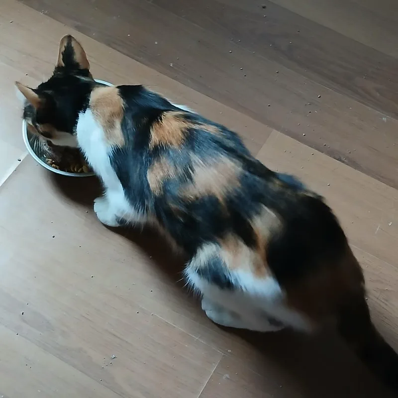 A young medium-sized female Calico Domestic Short Hair cat named Mindy for adoption in Irwin, PA
