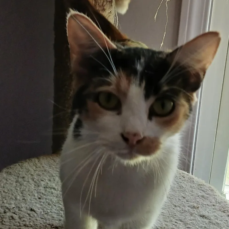 Mindy thumbnail 2