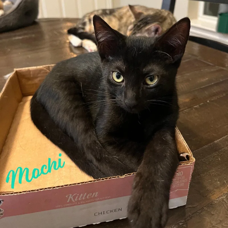 Mochi Japanesetrio thumbnail 3