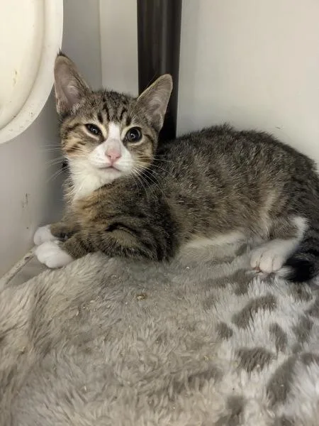 A baby medium-sized male Domestic Short Hair cat named Goose for adoption in Salt Lake City, UT