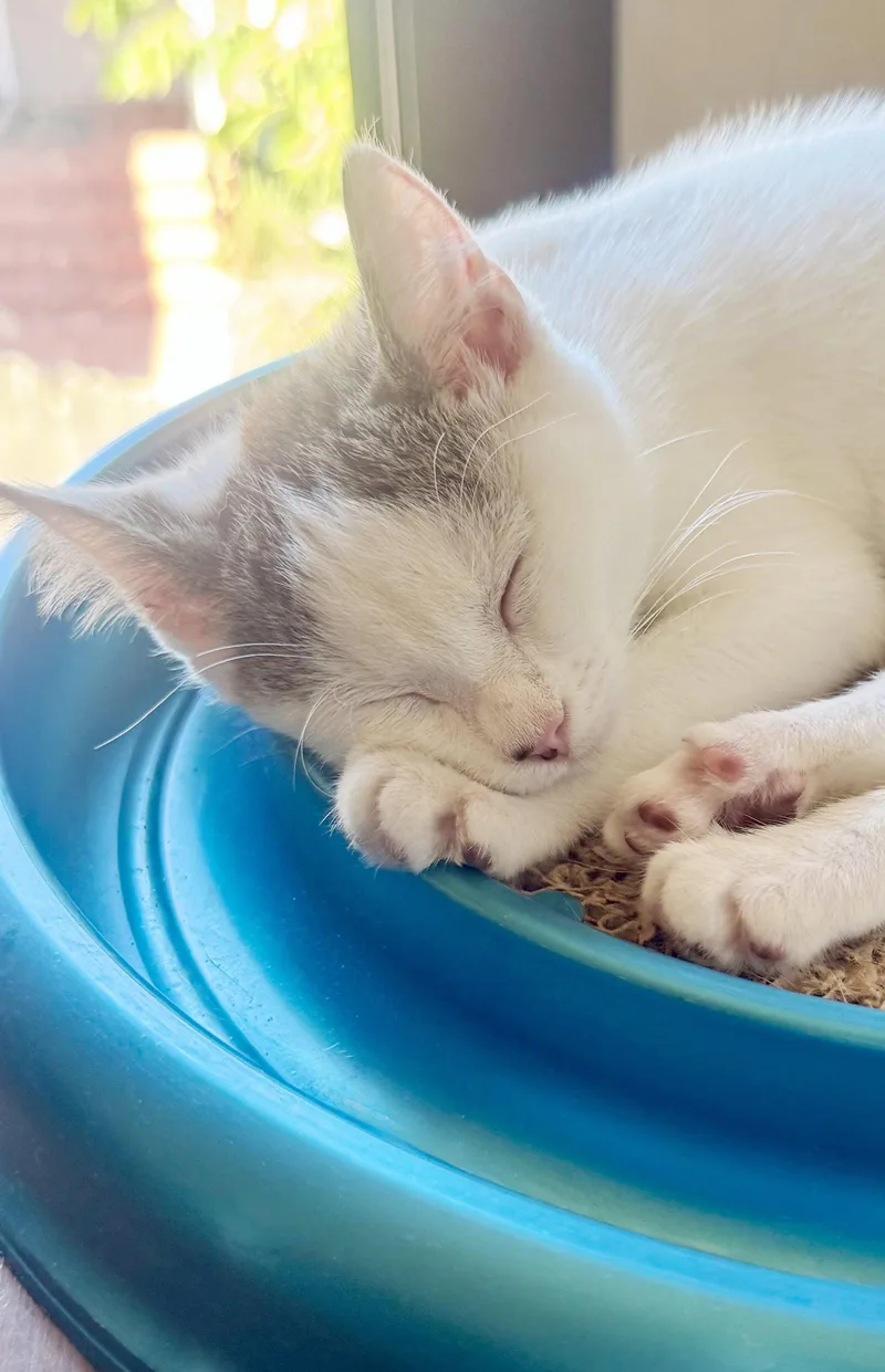A baby medium-sized female Domestic Short Hair cat named Cupcake for adoption in Alameda, CA