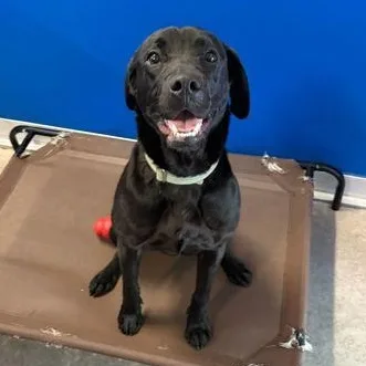 A young large-sized female Black Mixed Breed dog named Pearl for adoption in Fernandina Beach, FL