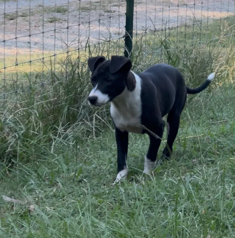A baby medium-sized male Hound dog named Rudy for adoption in Byhalia, MS