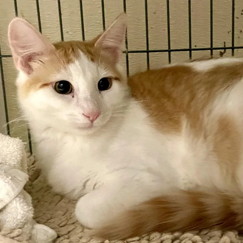 Chuckie Bonded To Nugget