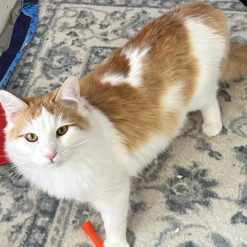 Chuckie Bonded To Nugget thumbnail 2