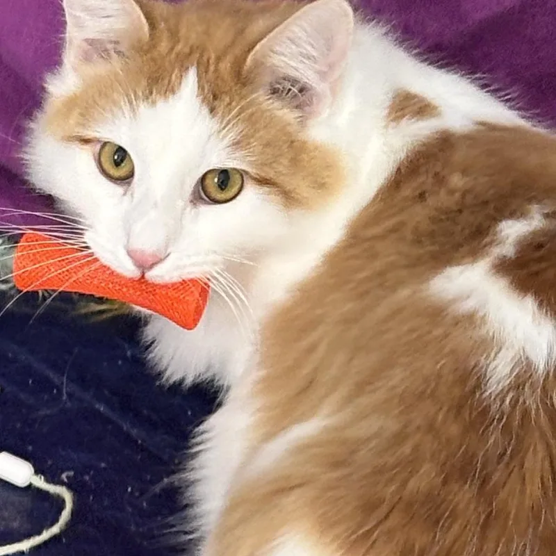 Chuckie Bonded To Nugget thumbnail 3