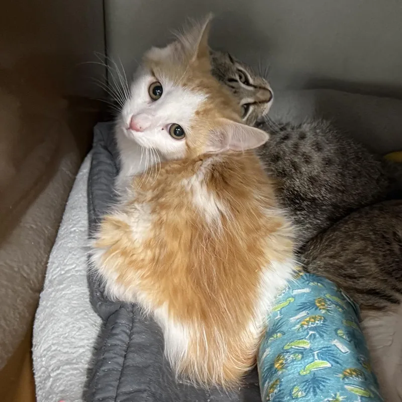 Chuckie Bonded To Nugget thumbnail 4