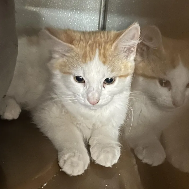 Chuckie Bonded To Nugget thumbnail 5