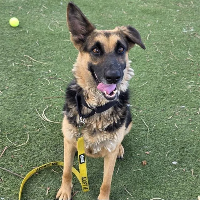An adult medium-sized female German Shepherd Dog dog named Fiesty for adoption in Las Vegas, NV