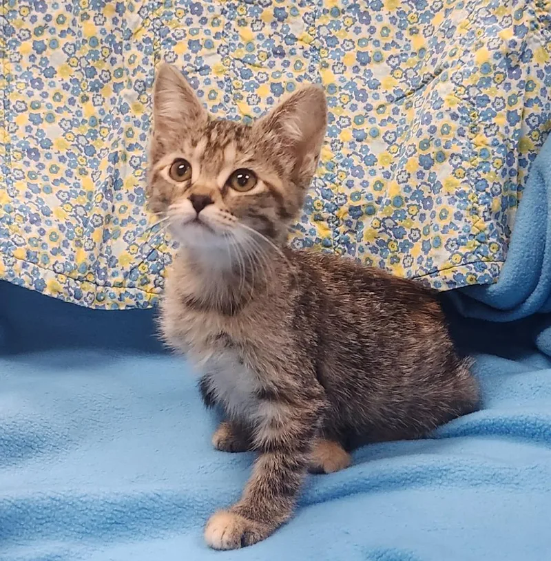 A baby small-sized female Domestic Short Hair cat named Melonie for adoption in Little Rock, AR