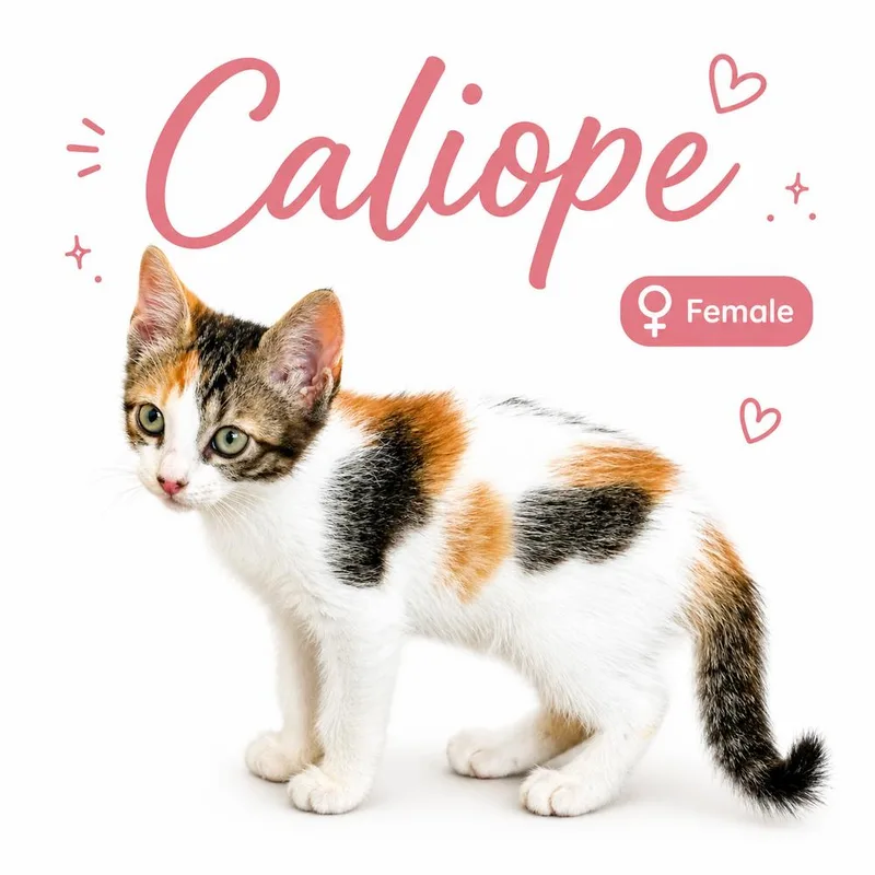 A baby small-sized female Black & White / Tuxedo Domestic Short Hair cat named Caliope for adoption in Naranjito, PR