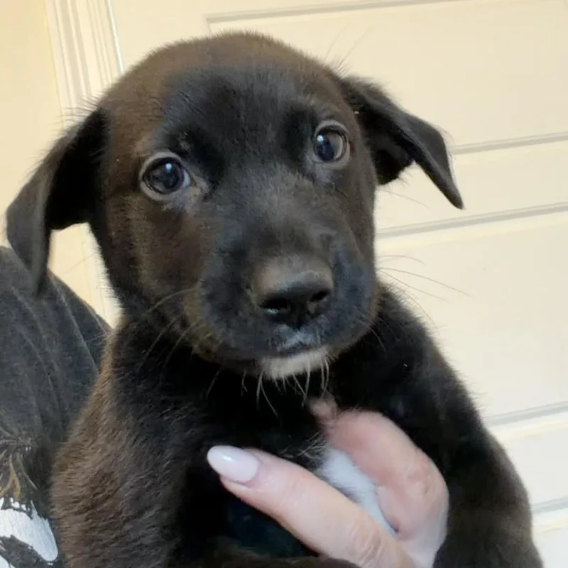 A baby medium-sized male Black Belgian Shepherd / Malinois dog named Paddington Bear for adoption in New Orleans, LA