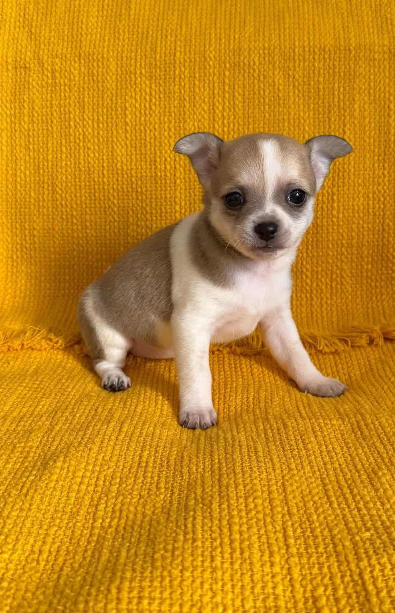 A baby small-sized female Chihuahua dog named Nectar for adoption in Grafton, WI