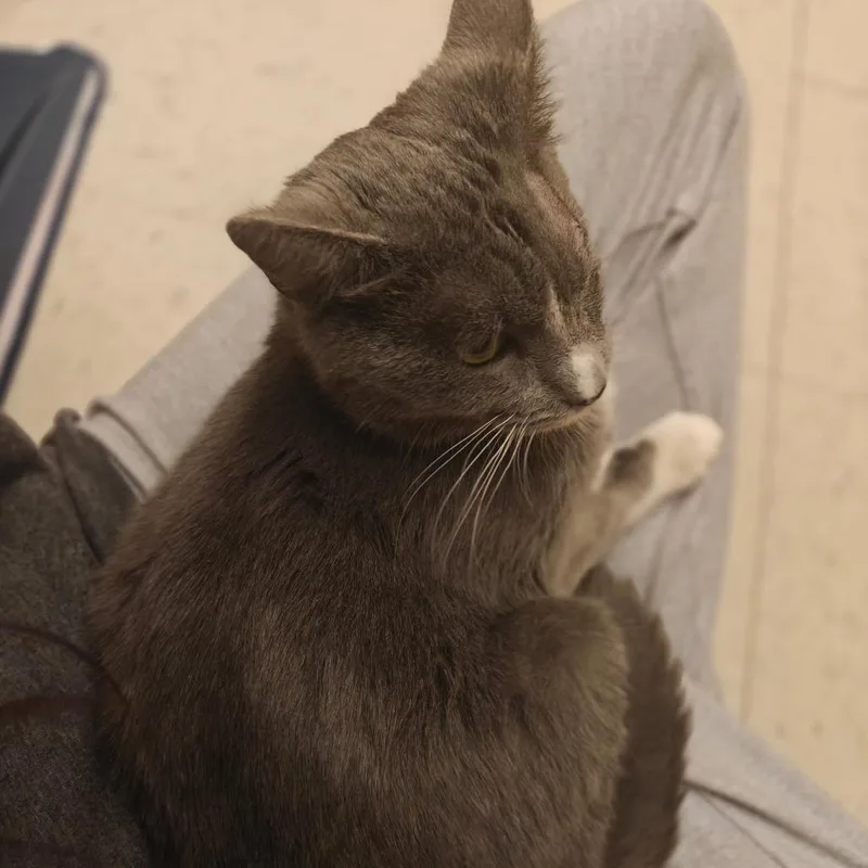A young medium-sized male Domestic Short Hair cat named Dereck for adoption in Cumming, GA