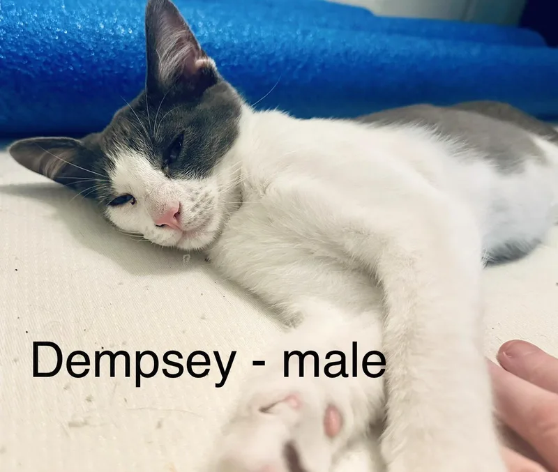A baby large-sized male Gray & White Domestic Short Hair cat named Dempsey for adoption in Springfield, OR