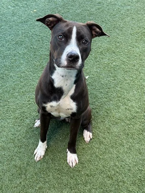 A young medium-sized female Mixed Breed dog named Maria for adoption in Dallas, TX