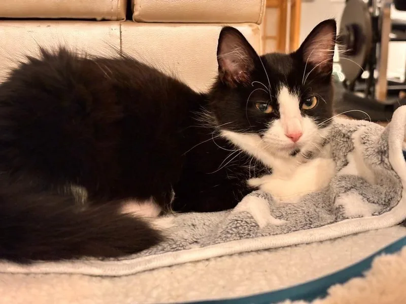 A baby small-sized female Black & White / Tuxedo Domestic Short Hair cat named Amelia Bedelia for adoption in Plymouth, MN