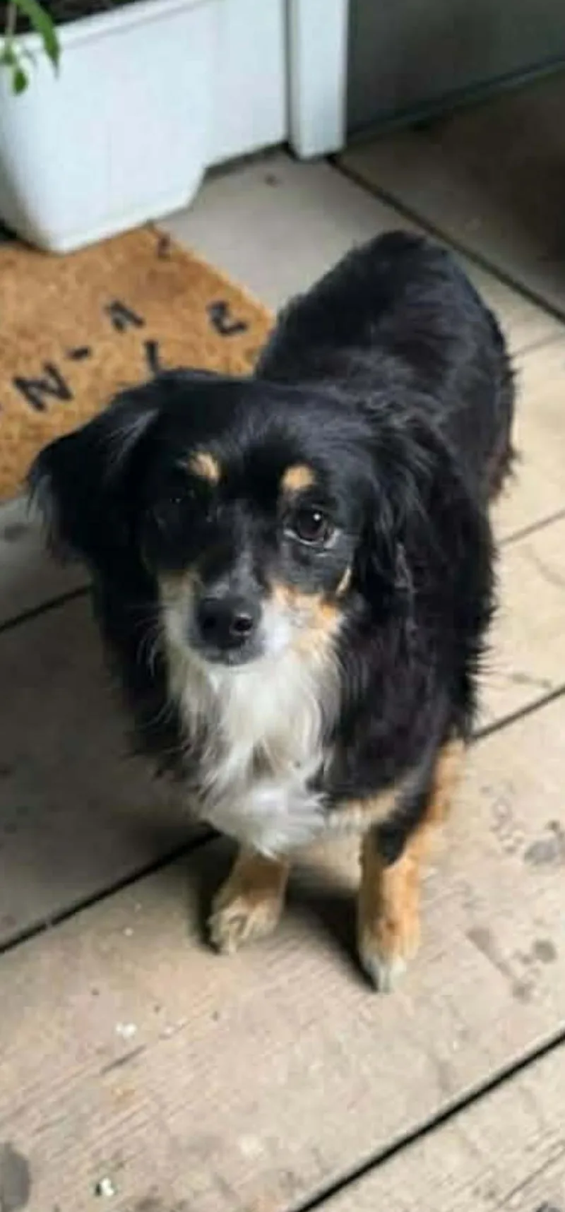 An adult small-sized female Tricolor (Brown, Black, & White) Pomeranian dog named Sadie for adoption in Lacon, IL