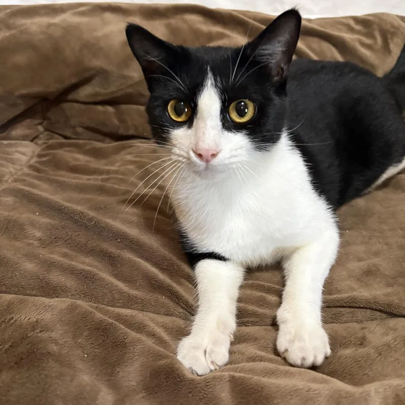 An adult small-sized female Black Domestic Short Hair cat named Patty for adoption in Tylertown, MS