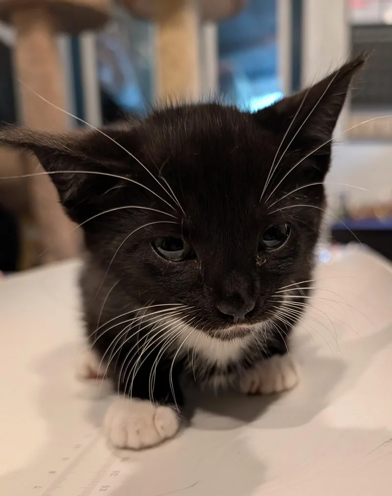 A baby medium-sized male Domestic Short Hair cat named Poblano .. for adoption in Apopka, FL