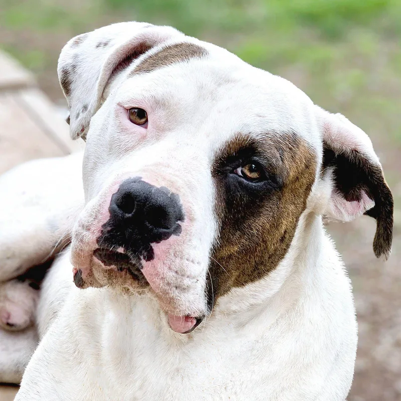 A young large-sized male American Bulldog dog named Uno for adoption in Kansas City, MO