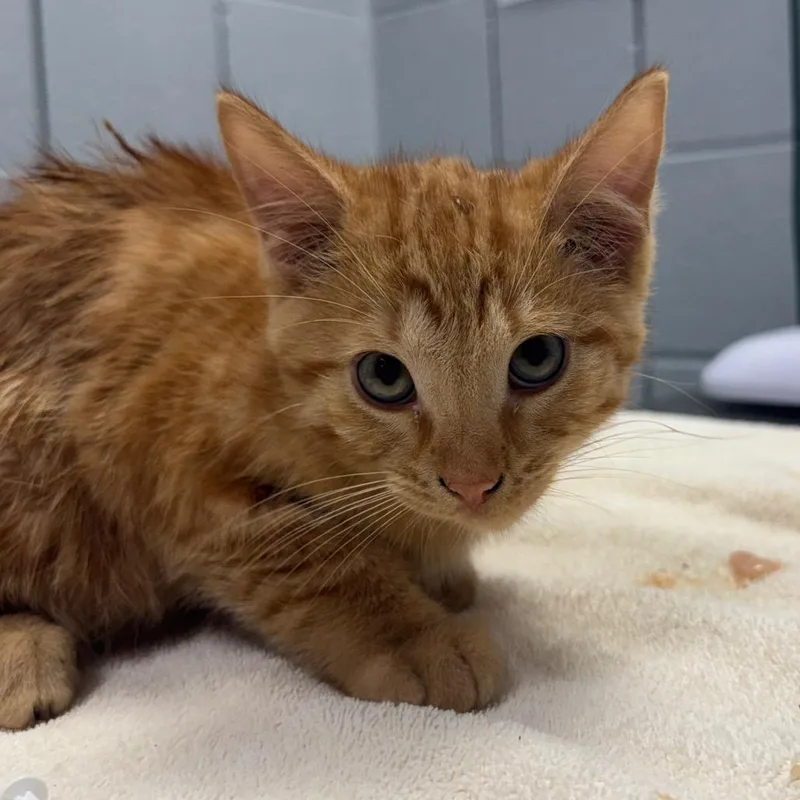A baby small-sized male Orange / Red Domestic Short Hair cat named Dutch Engstrom for adoption in West Olive, MI