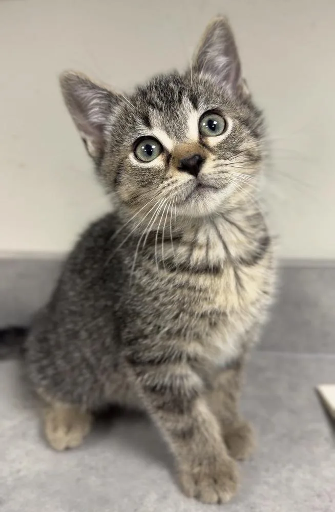 A baby small-sized male Buff & White Domestic Short Hair cat named Alfred for adoption in Bemidji, MN