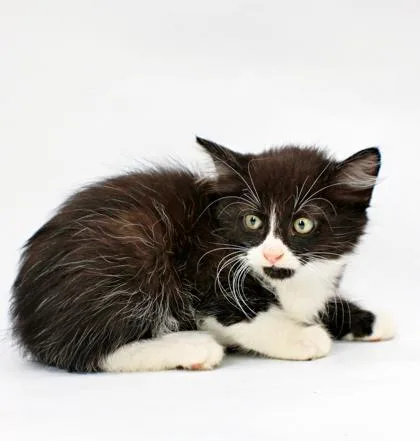 A baby small-sized male Domestic Short Hair cat named Nigel for adoption in Morton Grove, IL