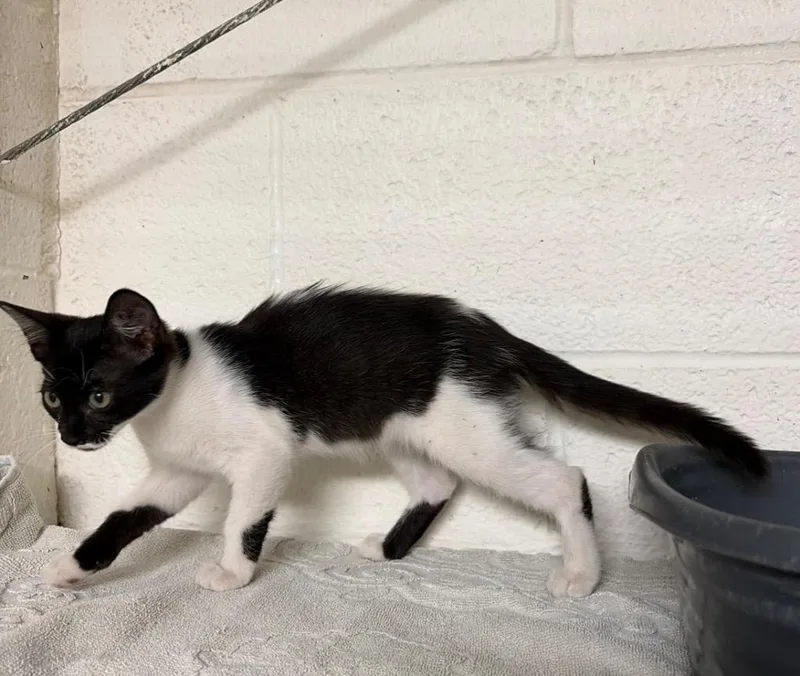 A baby medium-sized female Domestic Short Hair cat named Little Girl for adoption in Ada, OK