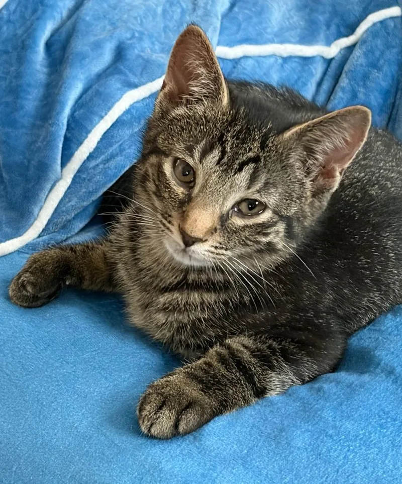 A baby small-sized female Domestic Short Hair cat named Rumi for adoption in Hagaman, NY