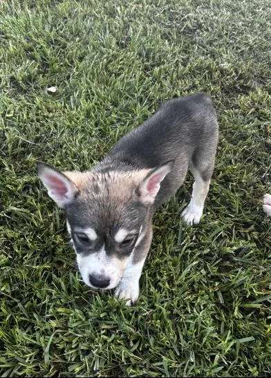 A baby medium-sized male Black Siberian Husky dog named Romeo for adoption in Liverpool, TX