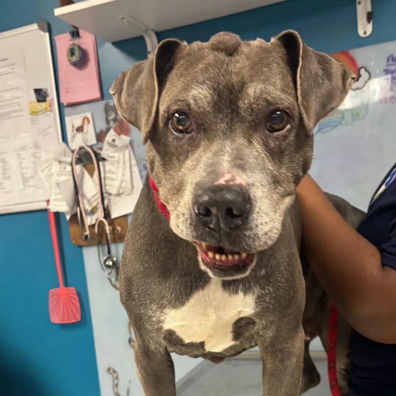 A senior large-sized female Gray / Blue / Silver Mixed Breed dog named Finesse for adoption in Vineland, NJ