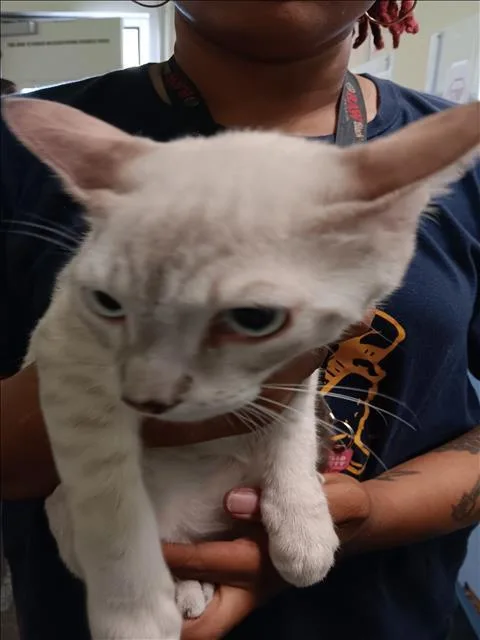 A baby medium-sized male Domestic Short Hair cat named Tiger for adoption in Los Angeles, CA
