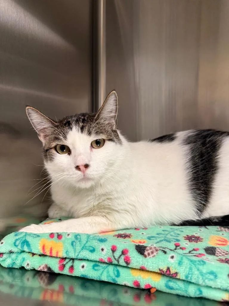 An adult medium-sized male Domestic Medium Hair cat named Gordo for adoption in Twentynine Palms, CA