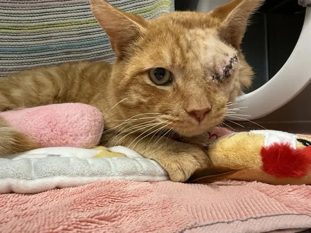 An adult small-sized male Domestic Short Hair cat named Tang for adoption in Palo Alto, CA