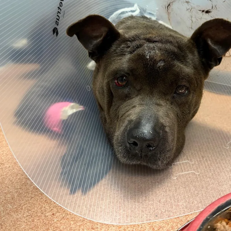 An adult medium-sized female Gray / Blue / Silver Mixed Breed dog named Straymelvinave for adoption in Columbus, GA