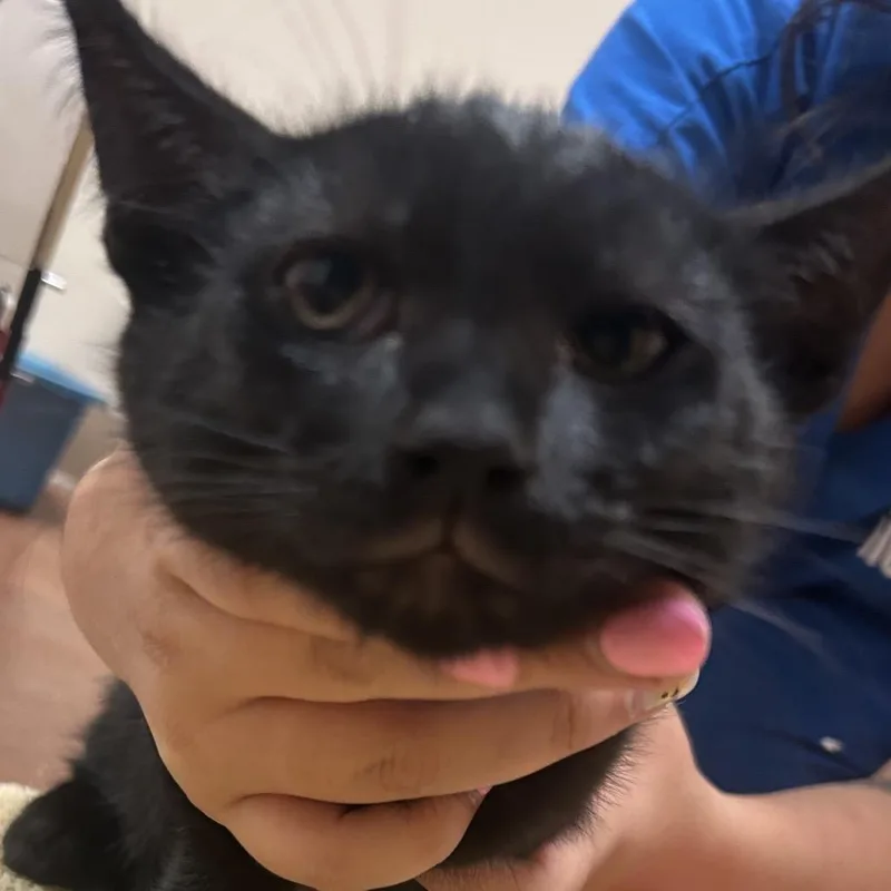 A baby small-sized male Black Domestic Short Hair cat named Mango Habanero for adoption in Santa Barbara, CA