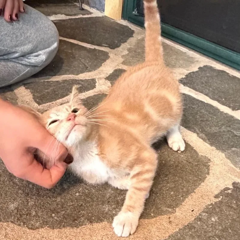 A baby medium-sized male Tabby (Orange / Red) Tabby cat named Aidan for adoption in Hawley, PA