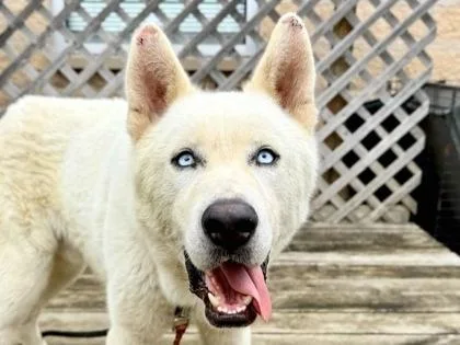 An adult large-sized male White / Cream Mixed Breed dog named Ghost for adoption in Georgetown, TX