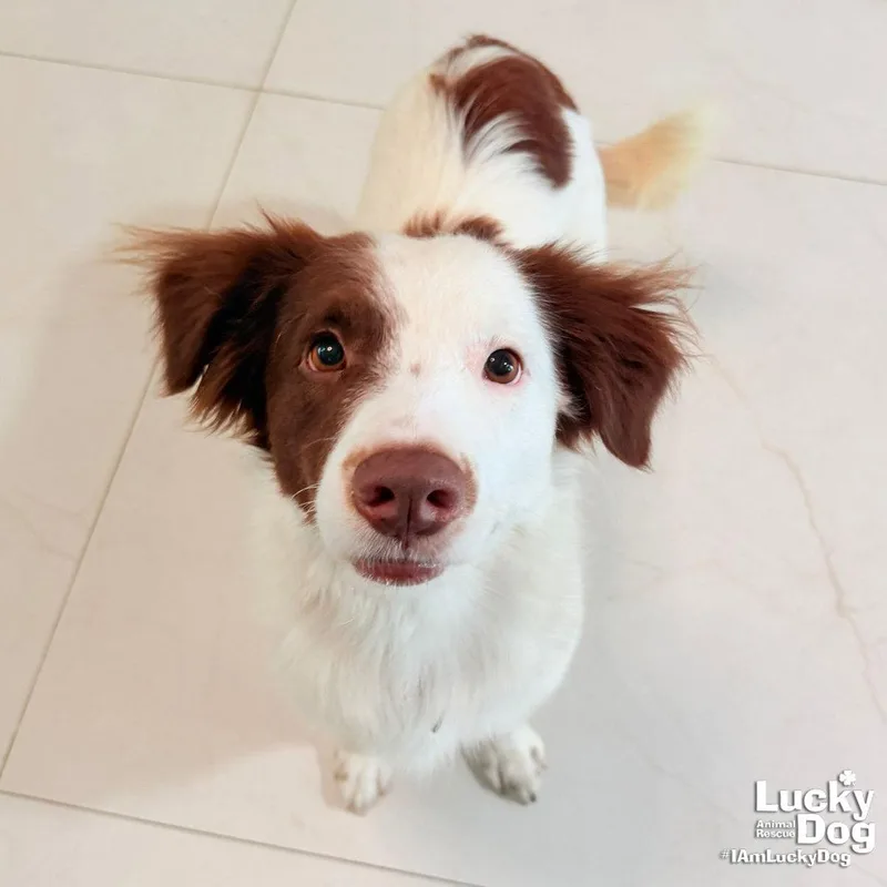 A young medium-sized female Border Collie dog named Tessy for adoption in Washington, DC