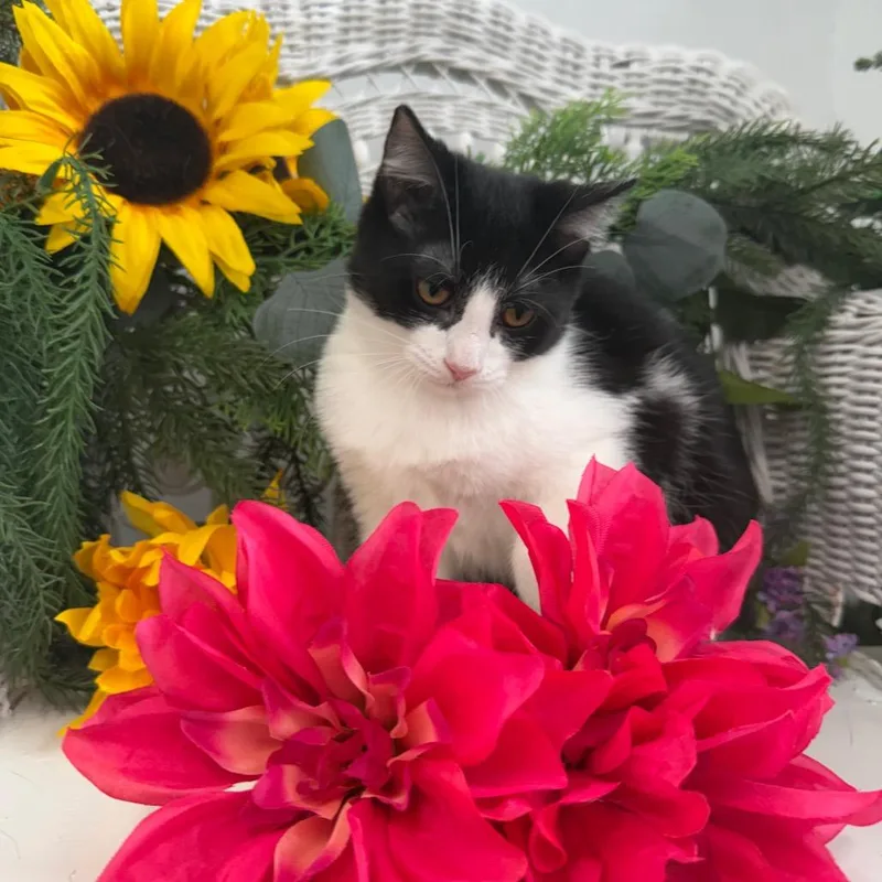 A baby small-sized male Black Domestic Short Hair cat named Vesper Harbor for adoption in Eaton Rapids, MI