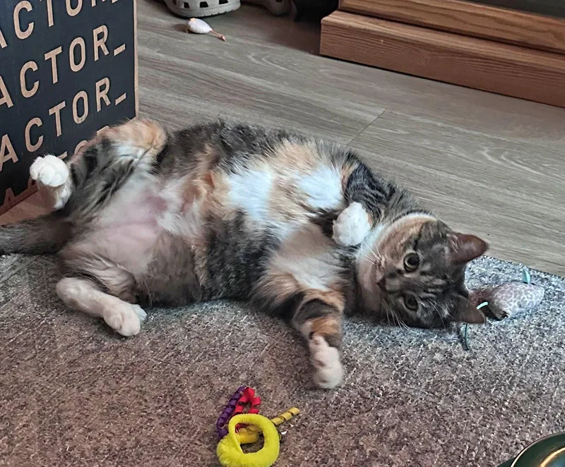 A senior medium-sized female Calico cat named Astrid   Offered for adoption in Hillsboro, OR