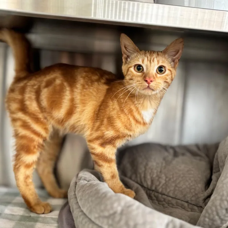 A baby medium-sized male Orange / Red Domestic Short Hair cat named Scooby for adoption in Nashville, IN