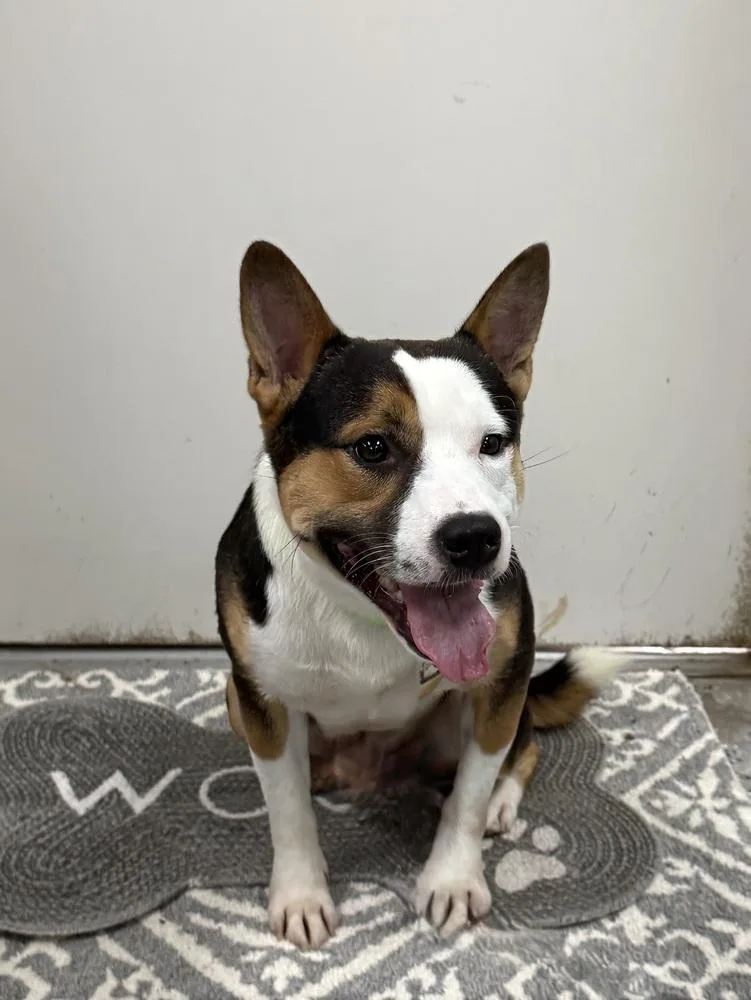 An adult medium-sized male Tricolor (Brown, Black, & White) Mixed Breed dog named Mako for adoption in San Leon, TX