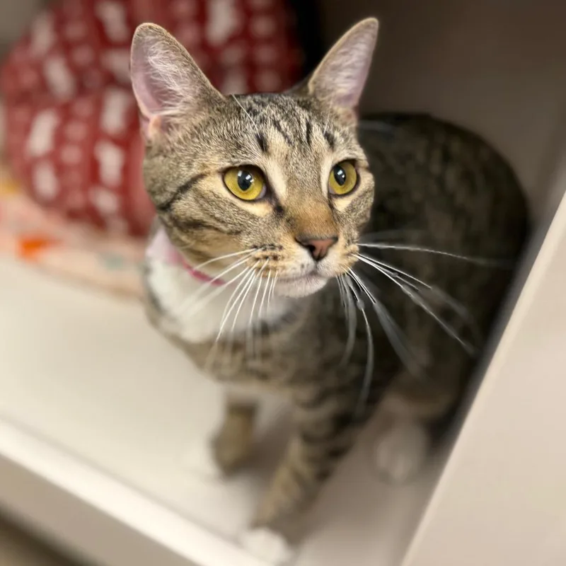 A young medium-sized female Brown / Chocolate Domestic Short Hair cat named Mary Kate for adoption in Sarasota, FL