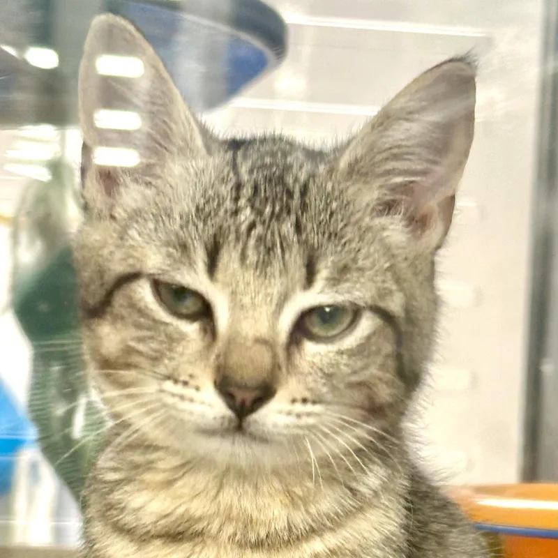 A baby medium-sized female Tabby (Buff / Tan / Fawn) Domestic Short Hair cat named Tilapia for adoption in Beaufort, SC