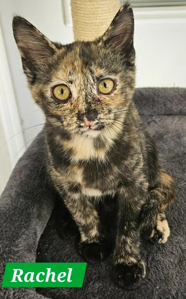 A baby medium-sized female Domestic Short Hair cat named Rachel for adoption in Manchester, TN