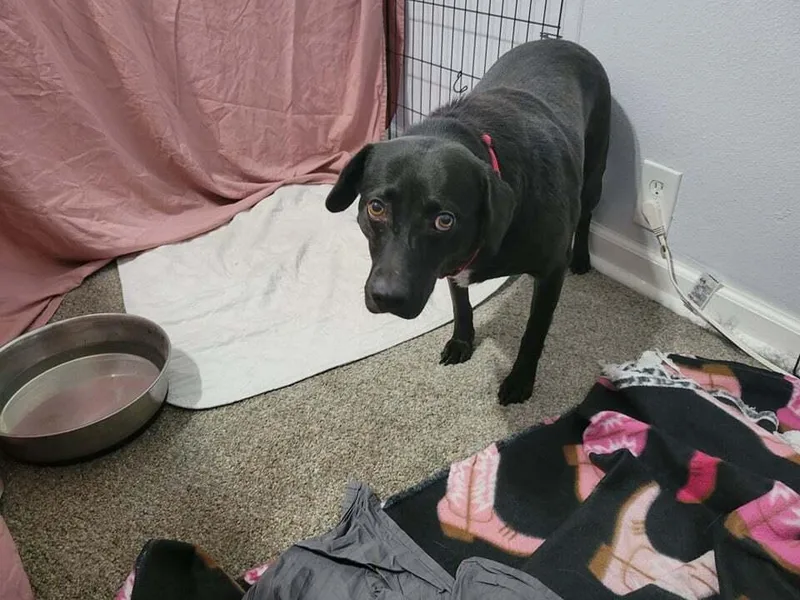 Rosemary thumbnail 2