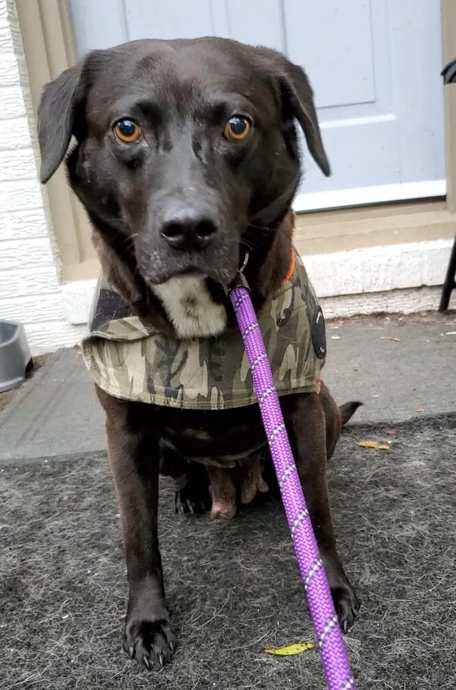 Rosemary thumbnail 4