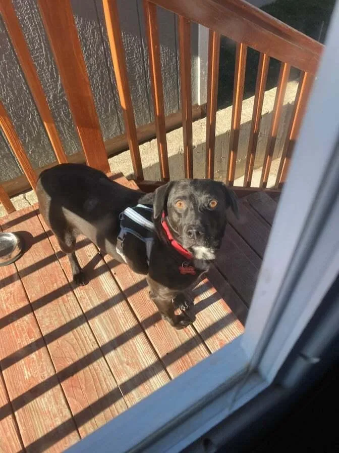 Rosemary thumbnail 5